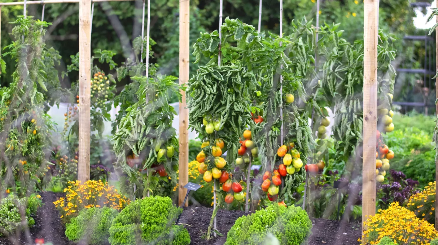Kew's kitchen garden, Meg Boldison © RBG Kew