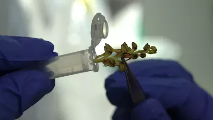 A blue gloved hand places an orchid into a plastic tube