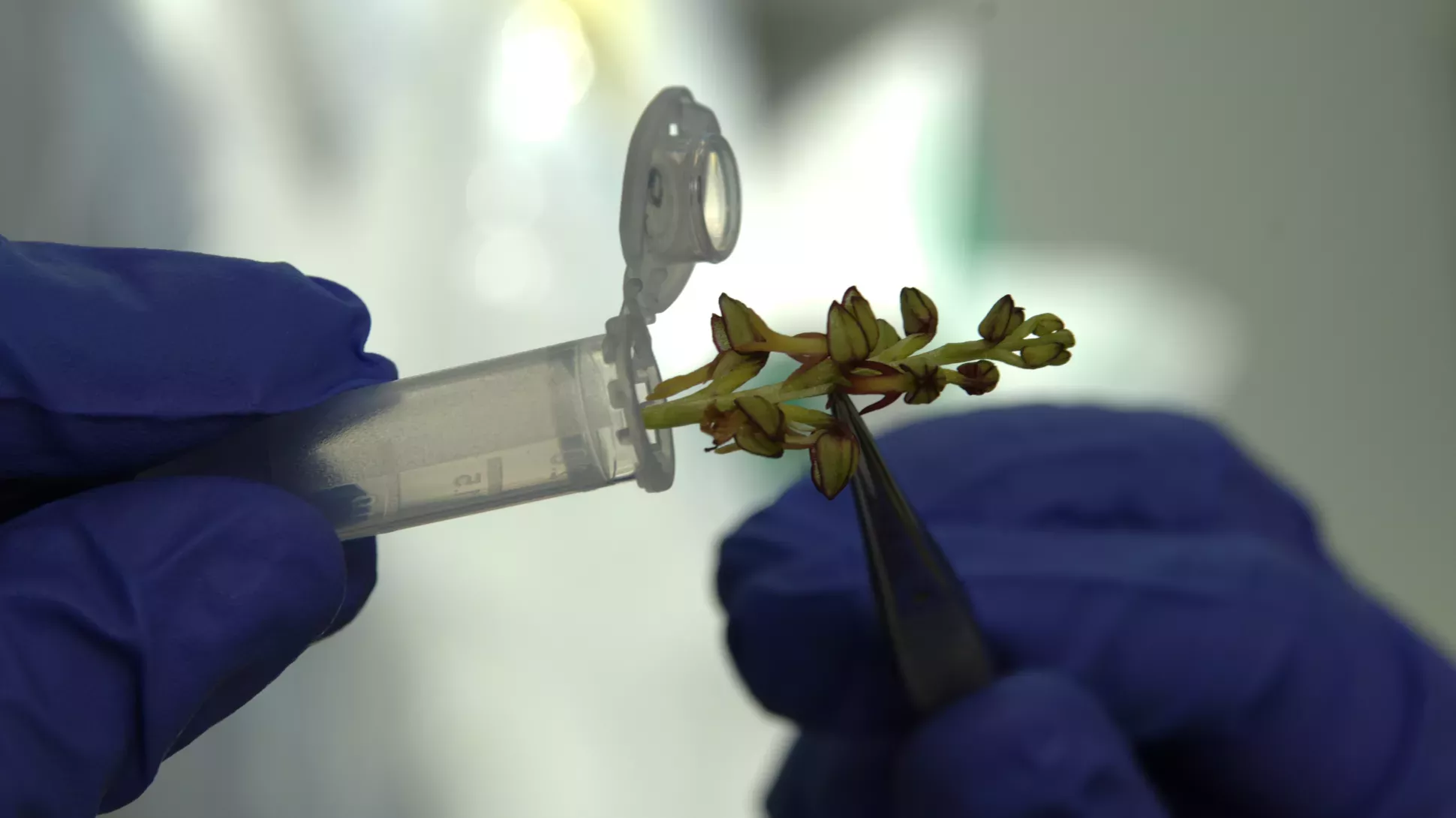 An orchid sample being prepared for DNA analysis, Andrew McRobb © RBG Kew A blue gloved hand places an orchid into a plastic tube