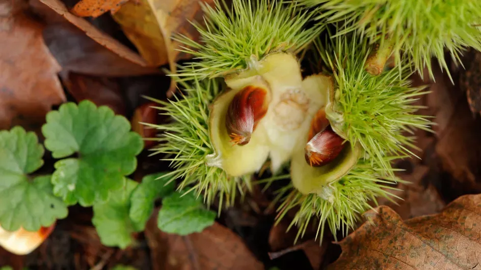 Sweet chestnut, Jim Holden © RBG Kew