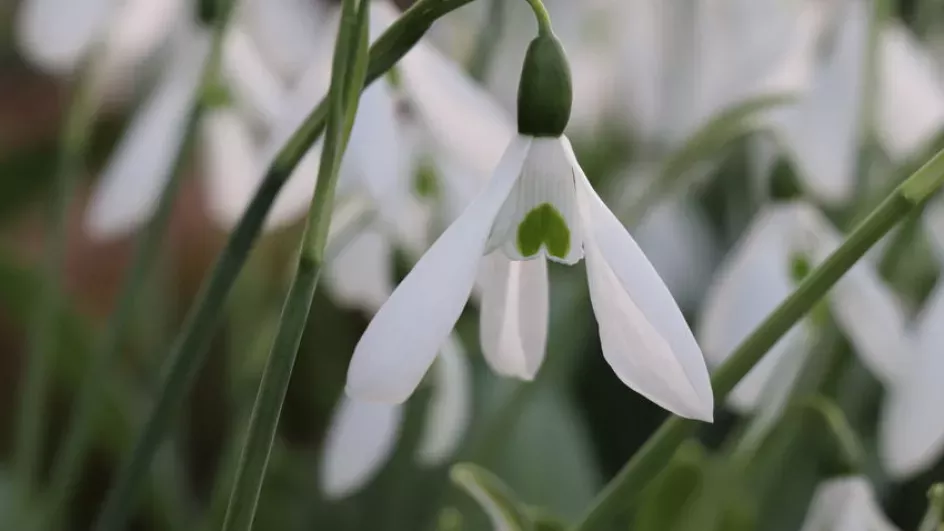 Common snowdrop flower, Zoe Stewart © RBG Kew