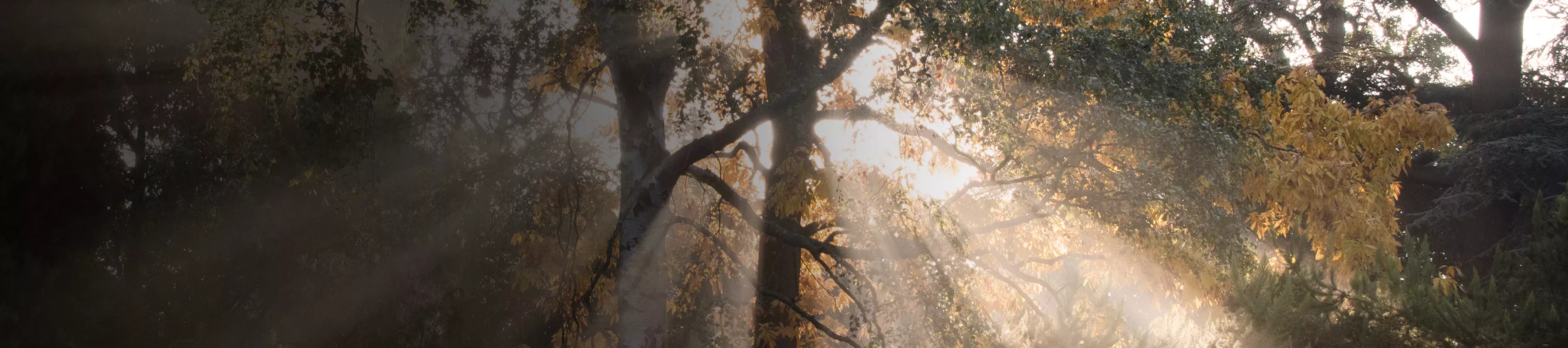 Sunlight shafting through trees