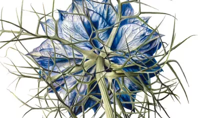 An illustration of a blue flower