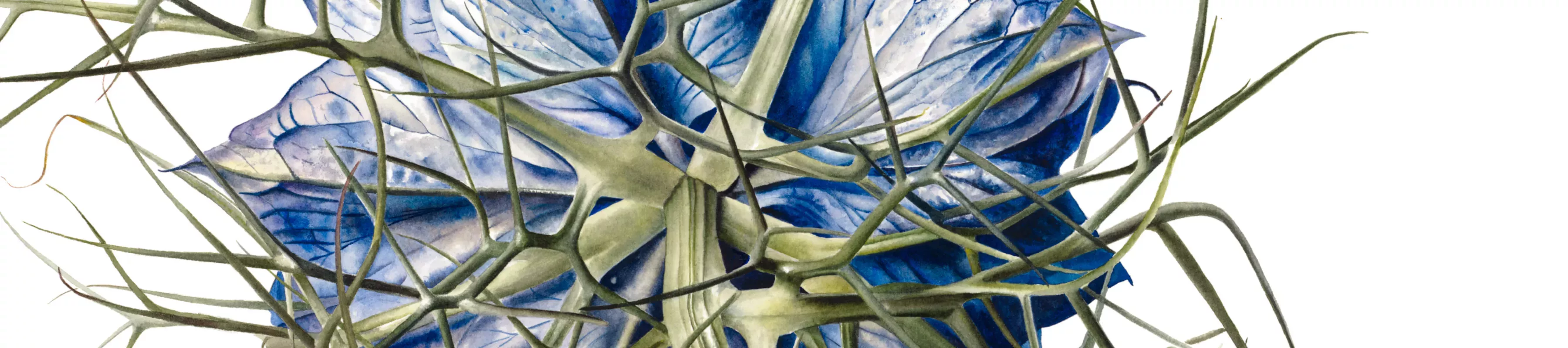 Botanical Blues © RBG Kew An illustration of a blue flower
