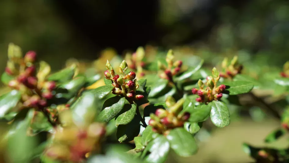 Nothofagus Salandri (Black Beech), Wakehurst, Ellen McHale/RBG Kew