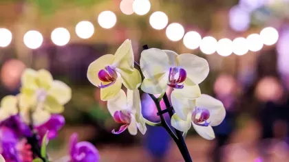 Beautifully lit orchids in the Princess of Wales Conservatory 