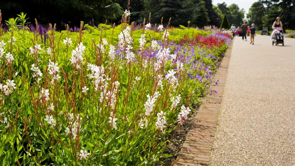 Flower beds at Broad Walk Borders ©RBG Kew