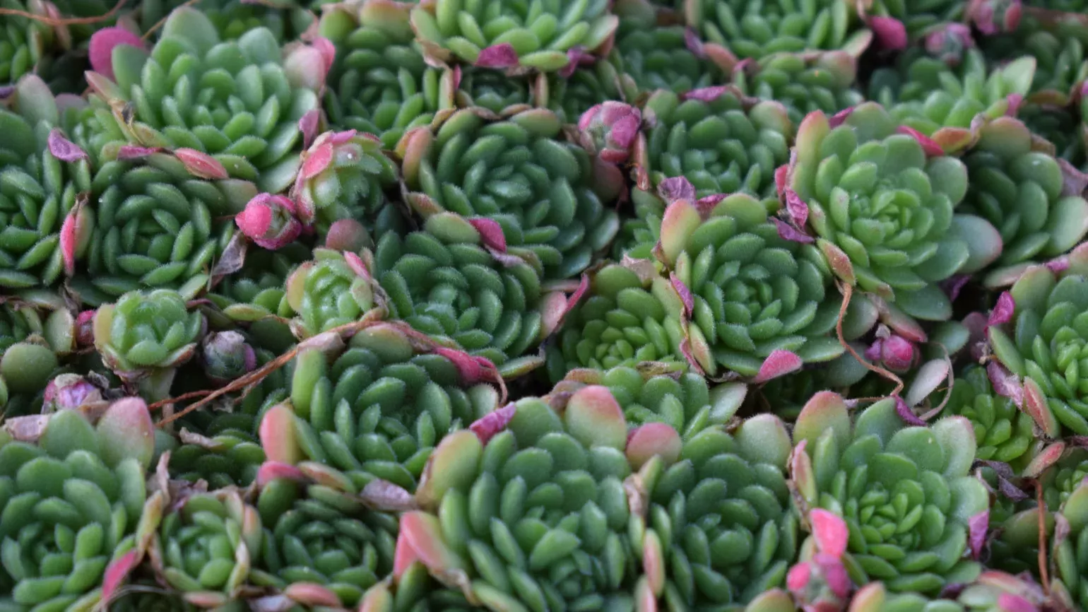 Succulents in the Davies Alpine House Succulents in the Davies Alpine House