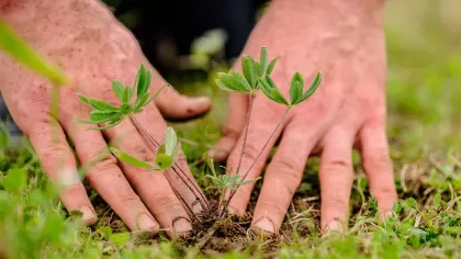 Two hands pat the soil around a small plant in the ground. 
