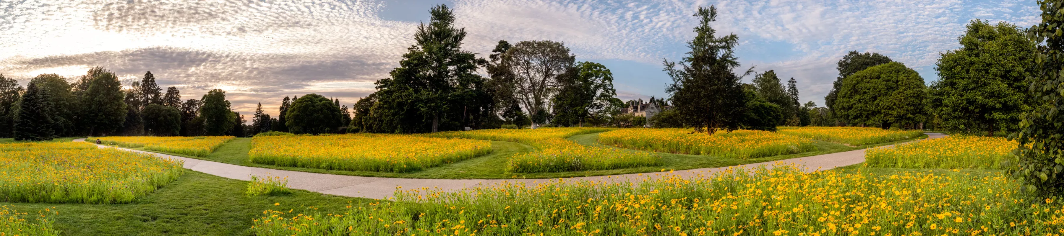 American Prairie © RBG Kew A wide angle shot of a field with yellow flowers and trees silhouetted against the sky