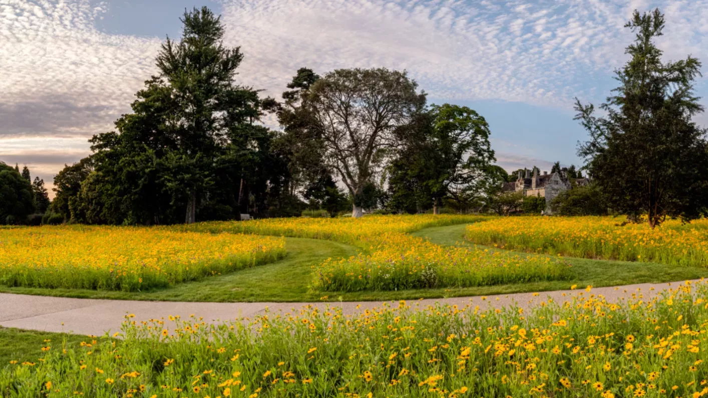 American Prairie © RBG Kew