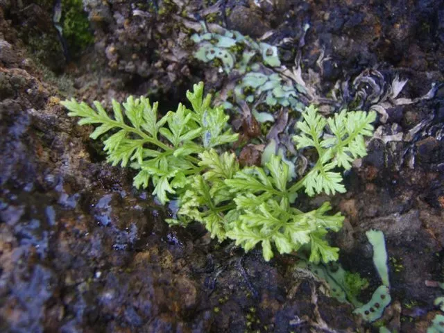 Anogramma ascensionis Anogramma ascensionis growing between rocks