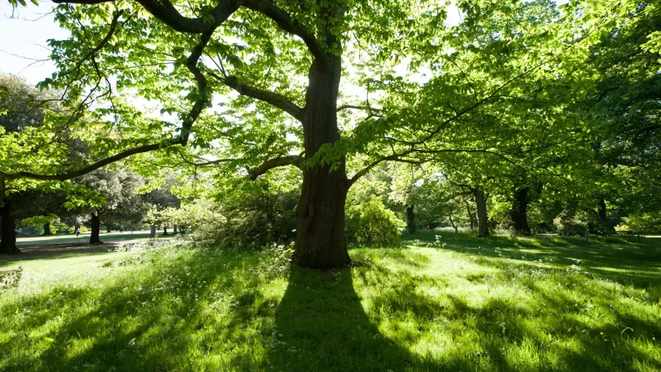 The Arboretum, RBG Kew