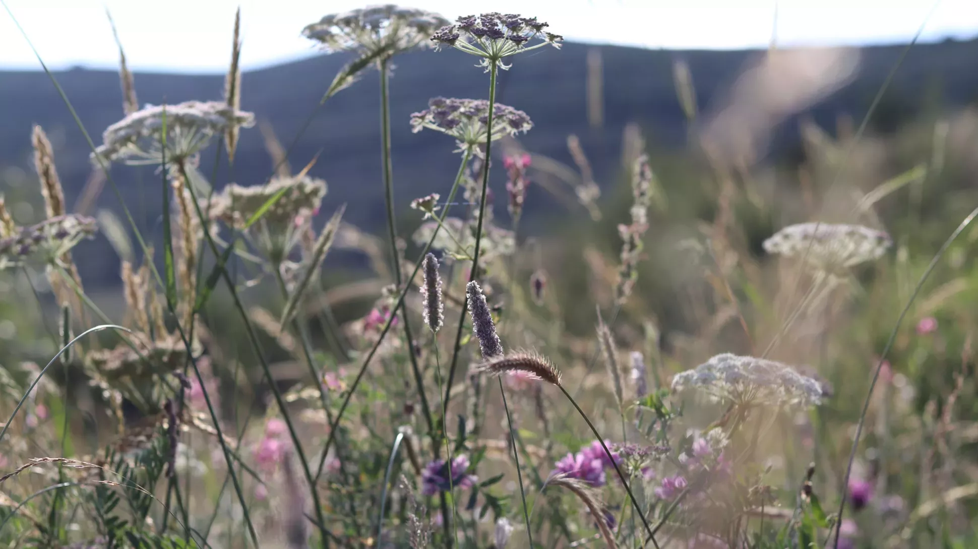 A meadow in Armenia, Lydia Shellien-Walker © RBG Kew A range of meadowland flowers growing in an Armenian field