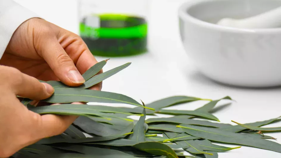 Authenticating eucalyptus © RBG Kew.
