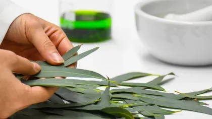 Hand holding eucalyptus leaves next to pestle and mortar