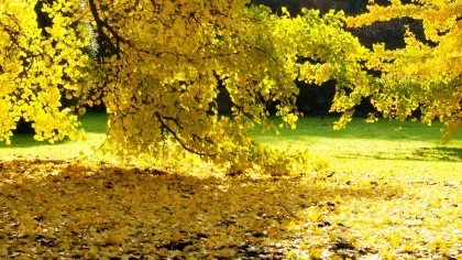 Fallen yellow autumn leaves at Kew