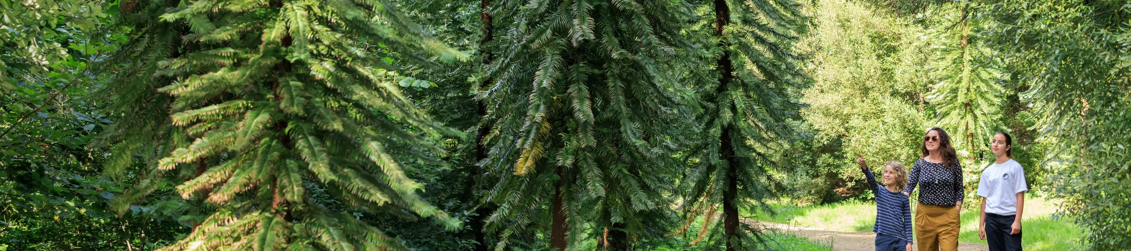 Ollie Dixon © RBG Kew a family walks through Coates Wood surrounded by tall green trees
