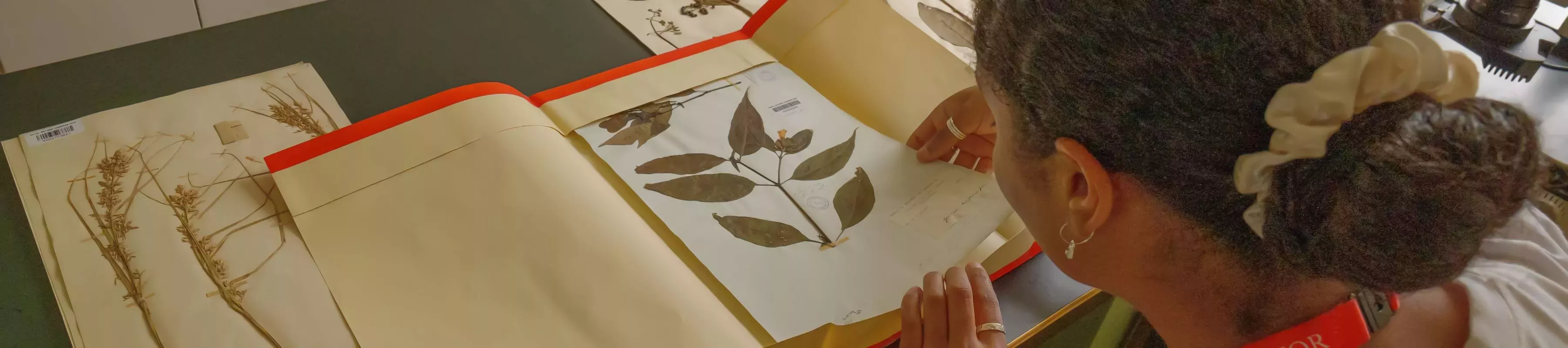 Olivia Beavers looking at Kew herbarium's William Thomas March specimens Olivia Beavers looking at Kew herbarium's William Thomas March specimens