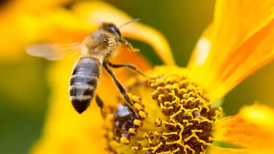 A bee pollinating a yellow flower, Jeff Eden © RBG Kew