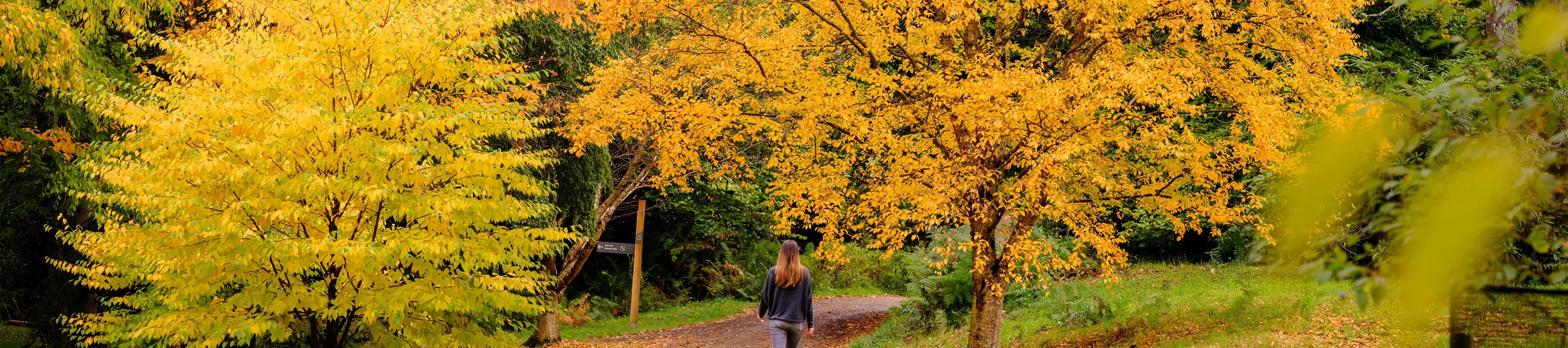 Bethlehem Wood in Autumn, Jim Holden © RBG Kew A woman walks towards golden birch trees in autumn