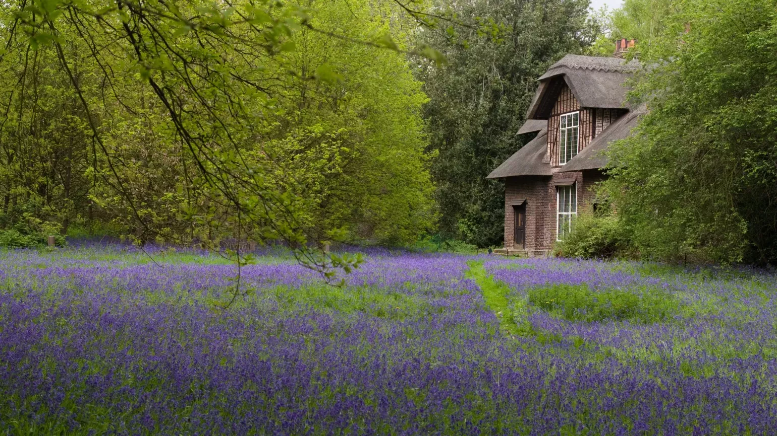 Bluebells blooming in front of Queen Charlotte's Cottage Bluebells blooming in front of Queen Charlotte's Cottage