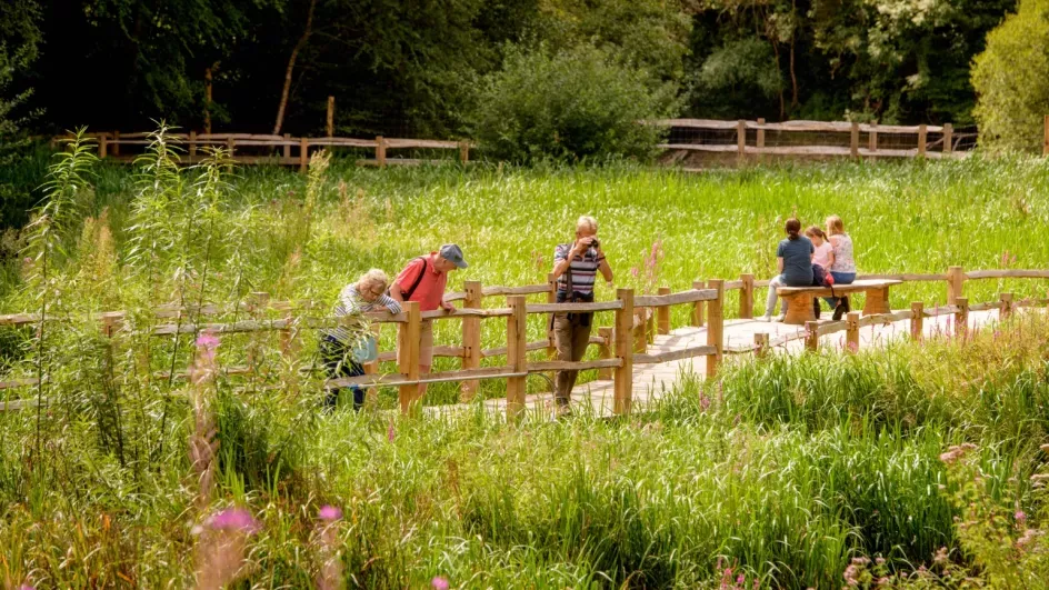 The Wetlands Boardwalks, Wakehurst