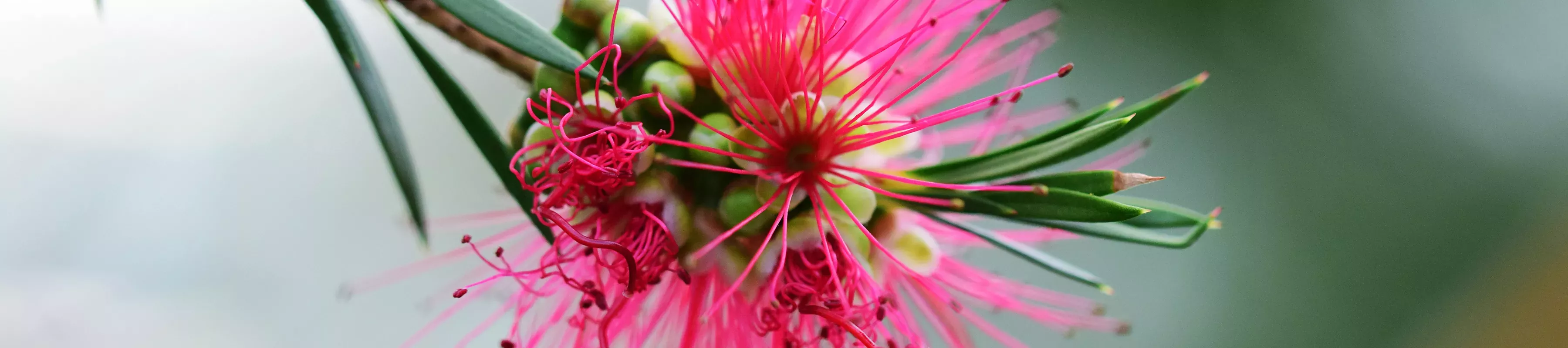 Callistemon citrinus (Bottlebrush) Callistemon citrinus, the bottlebrush plant