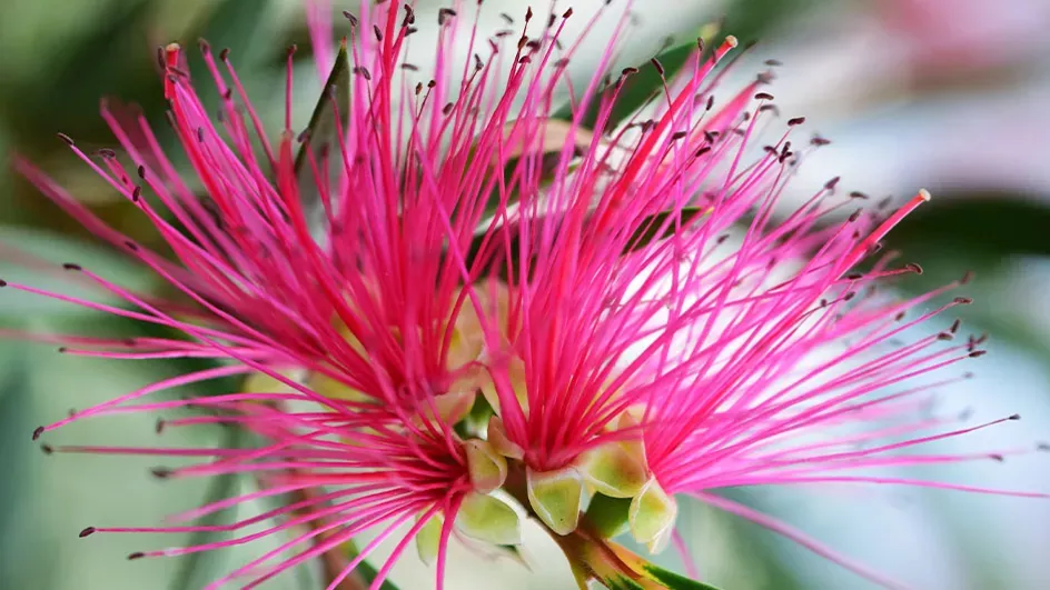 Bottle brush © RBG Kew