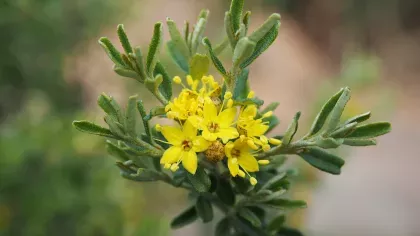 Alt text: the end of a shrub stem with shoots of glaucous blunt tipped leaves. At the centre is a cluster of yellow flowers, each with stamens longer than the petals.