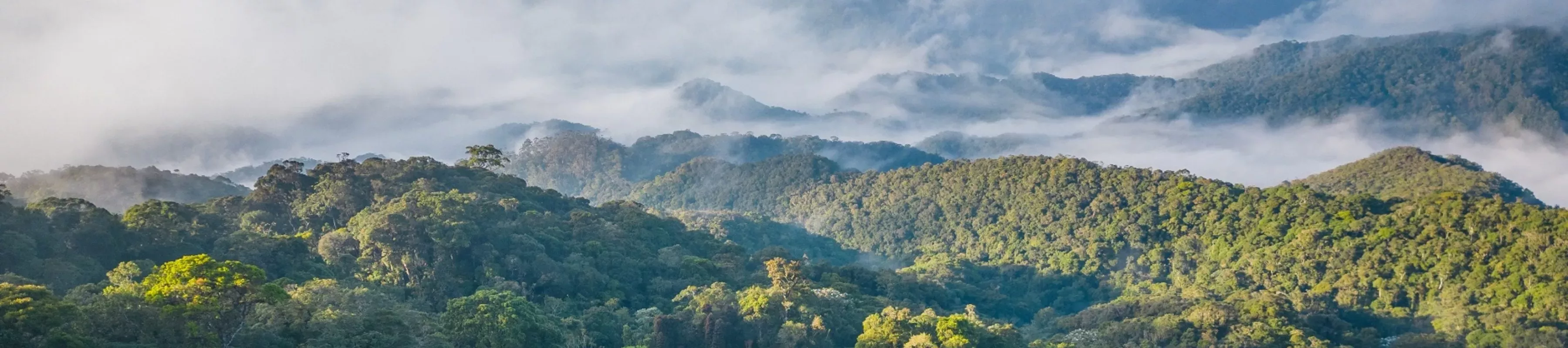 Brazil's Atlantic forest, Alex Antonelli © RBG Kew Rolling hills covered in forest with clouds in the sky