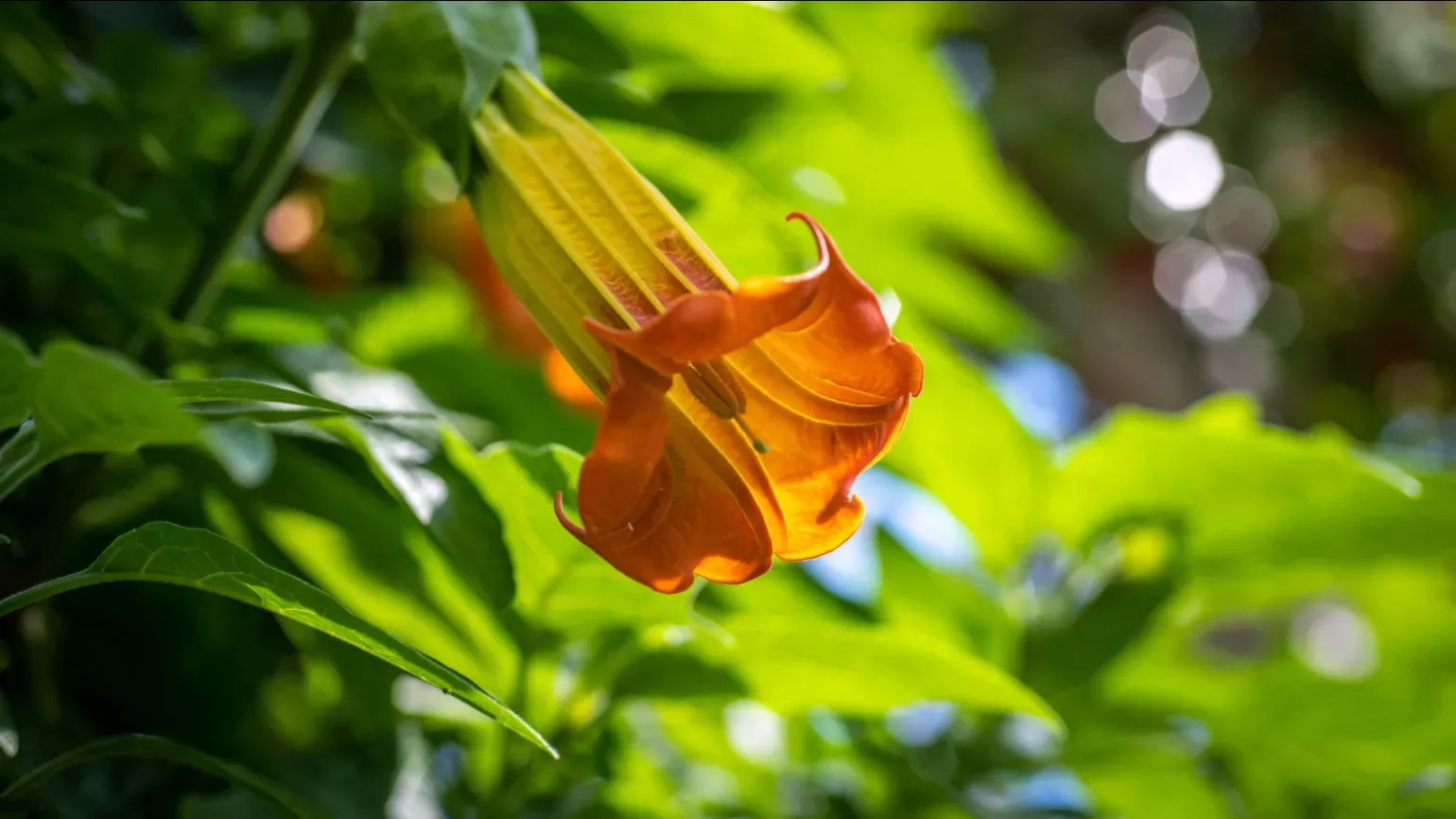 Brugmansia sanguinea, Ines Stuart-Davidson © RBG Kew A yellow trumpet shaped flower growing among green leaves