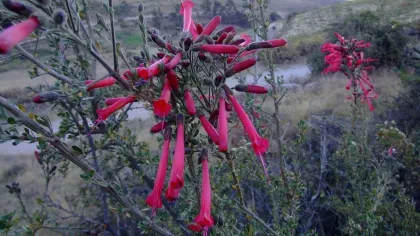 Pink tubular flowers of Cantua buxifolia