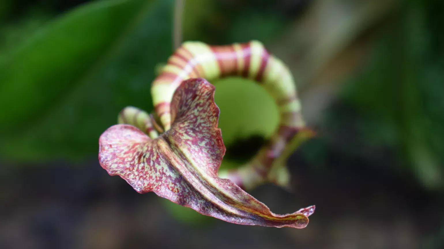 Nepenthes, Princess of Wales Conservatory Close-up of Nepenthes in the Princess of Wales Conservatory