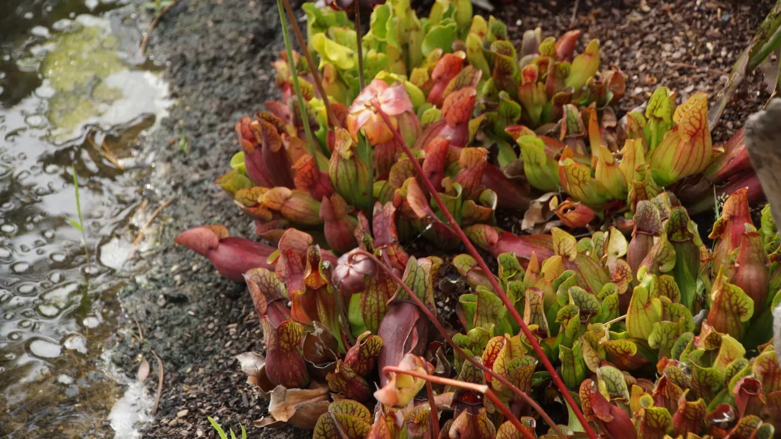 Purple pitcher plants in the Rock Garden © RBG Kew Modified, tubular leaves with hooded open lids of the purple pitcher plant