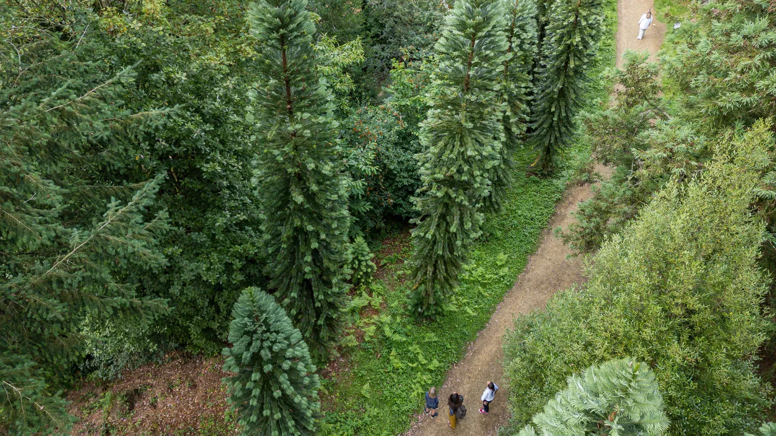 Ollie Dixon © RBG Kew an overhead view of Coates Wood with people walking through