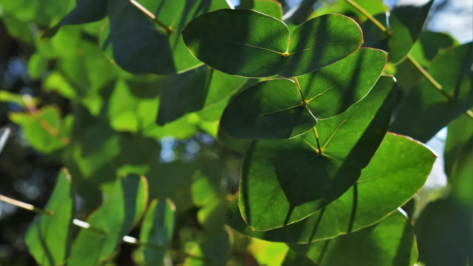 Eucalyptus light shining through eucalyptus leaves