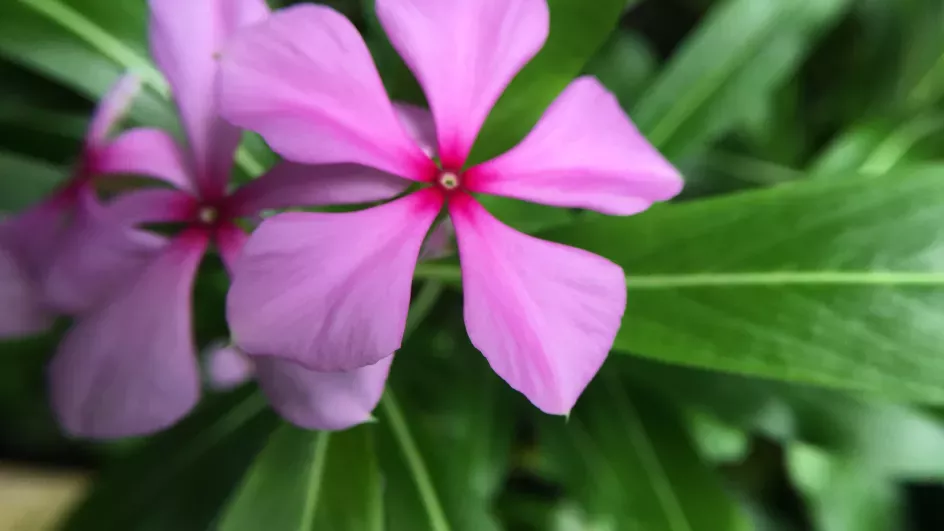 Madagascar Periwinkle, Catharanthus roseus in the Palm House, RBG Kew