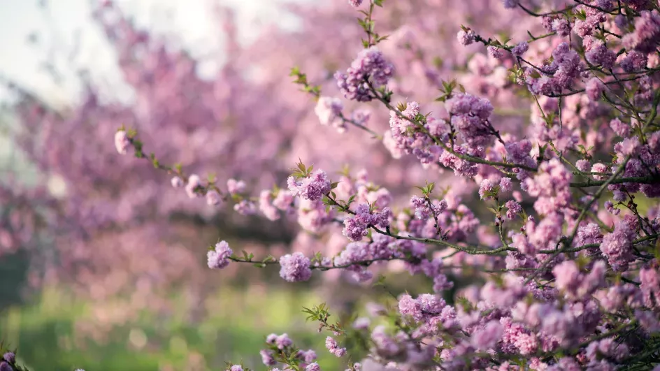 Cherry blossom near the Temperate House in spring, Jeff Eden © RBG Kew