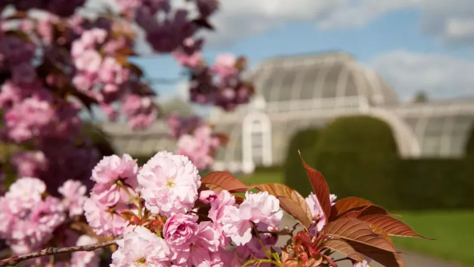 Cherry trees ©RBG Kew