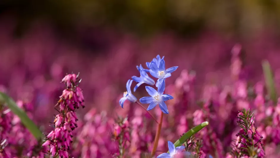 Heather surrounding glory-of-the-snow (Chionodoxa) at Wakehurst, Jim Holden © RBG Kew