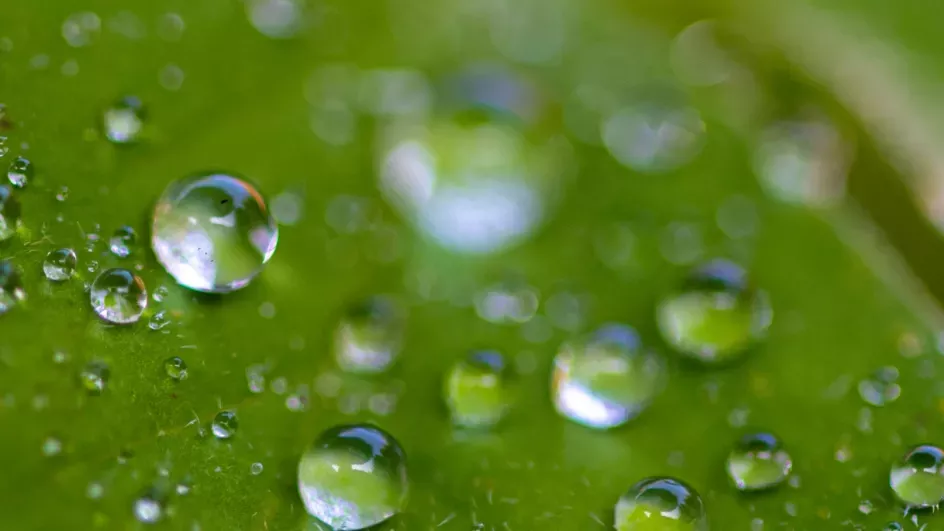Close-up photography of water on leaf © Ines Stuart-Davidson