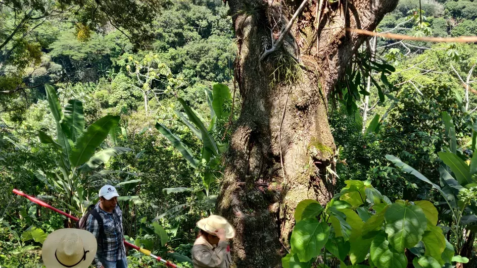 A visit to a shade-grown coffee farm on the UKPACT project shows the surrounding hills topped with patches of cloud forest. © Silvia Bacci, RBG Kew