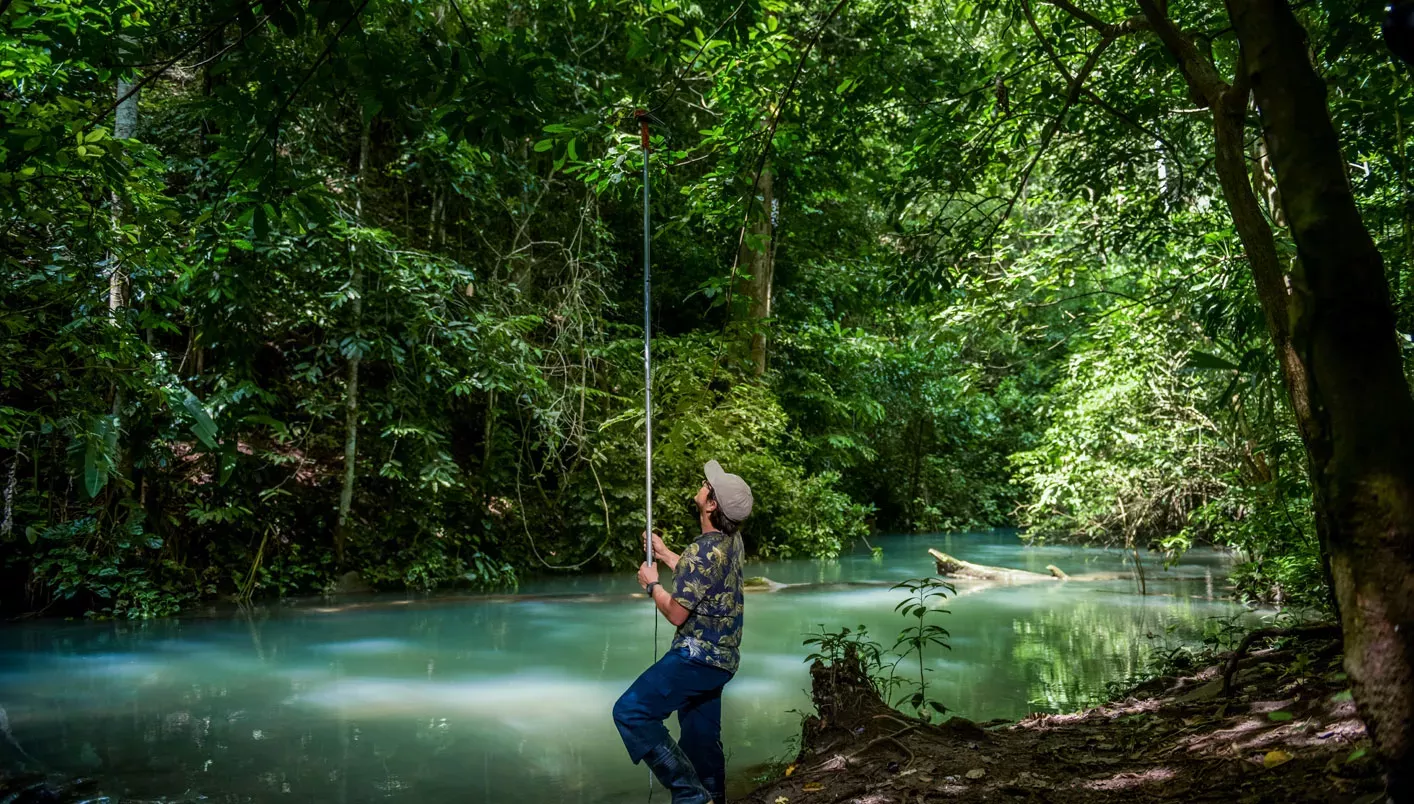 Fieldwork in Colombia © N.Plata. Researcher in a lush green forest next to a calm river that has a turquoise hue. Sunshine s shining down in patches on the river. The researcher is holding a long pole that reaches up to the trees above and is looking up.