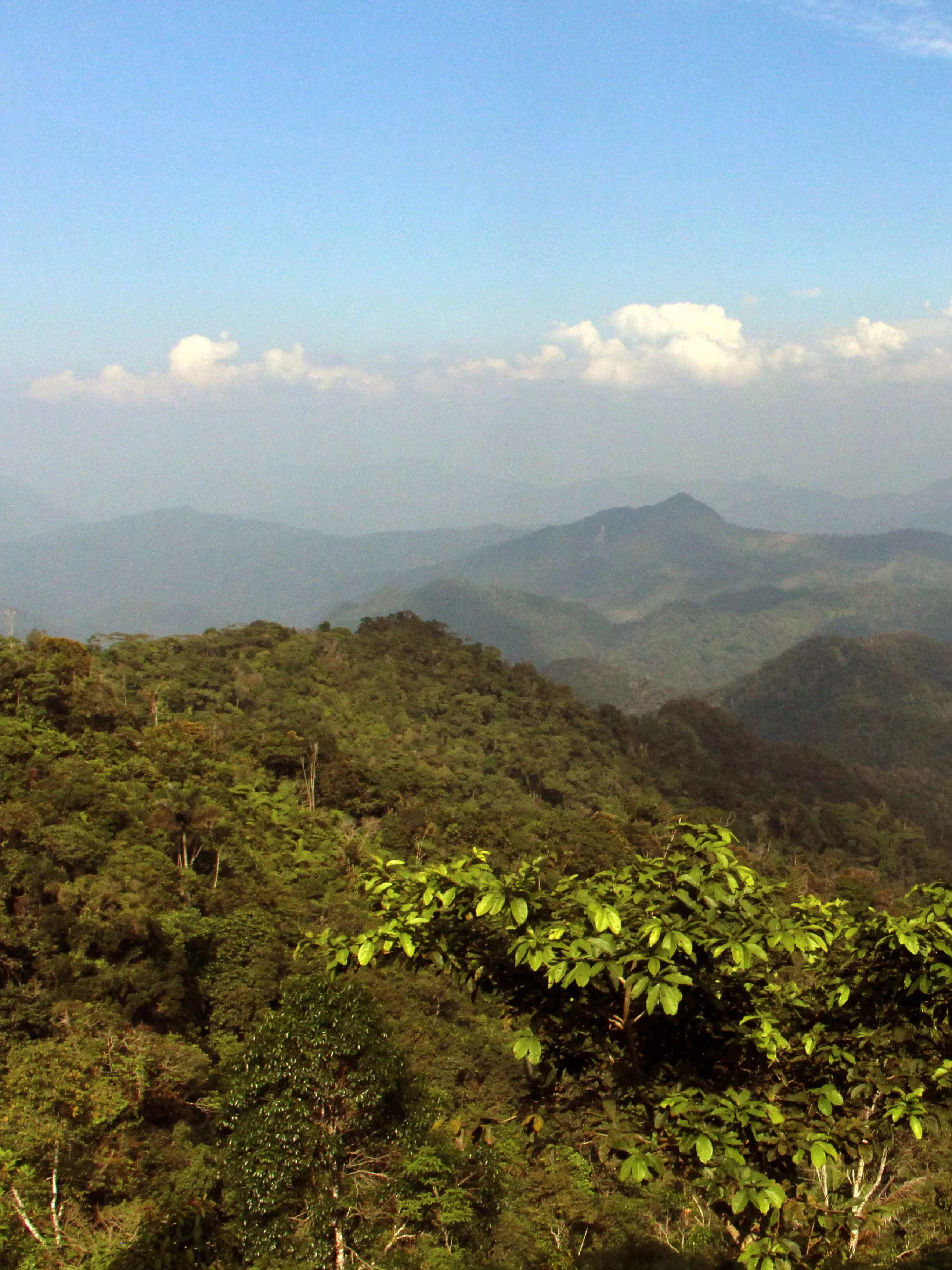 A forest in Columbia A view over forested mountains