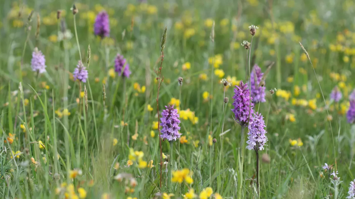 Hanging Meadow, Steve Robinson ©RBG Kew