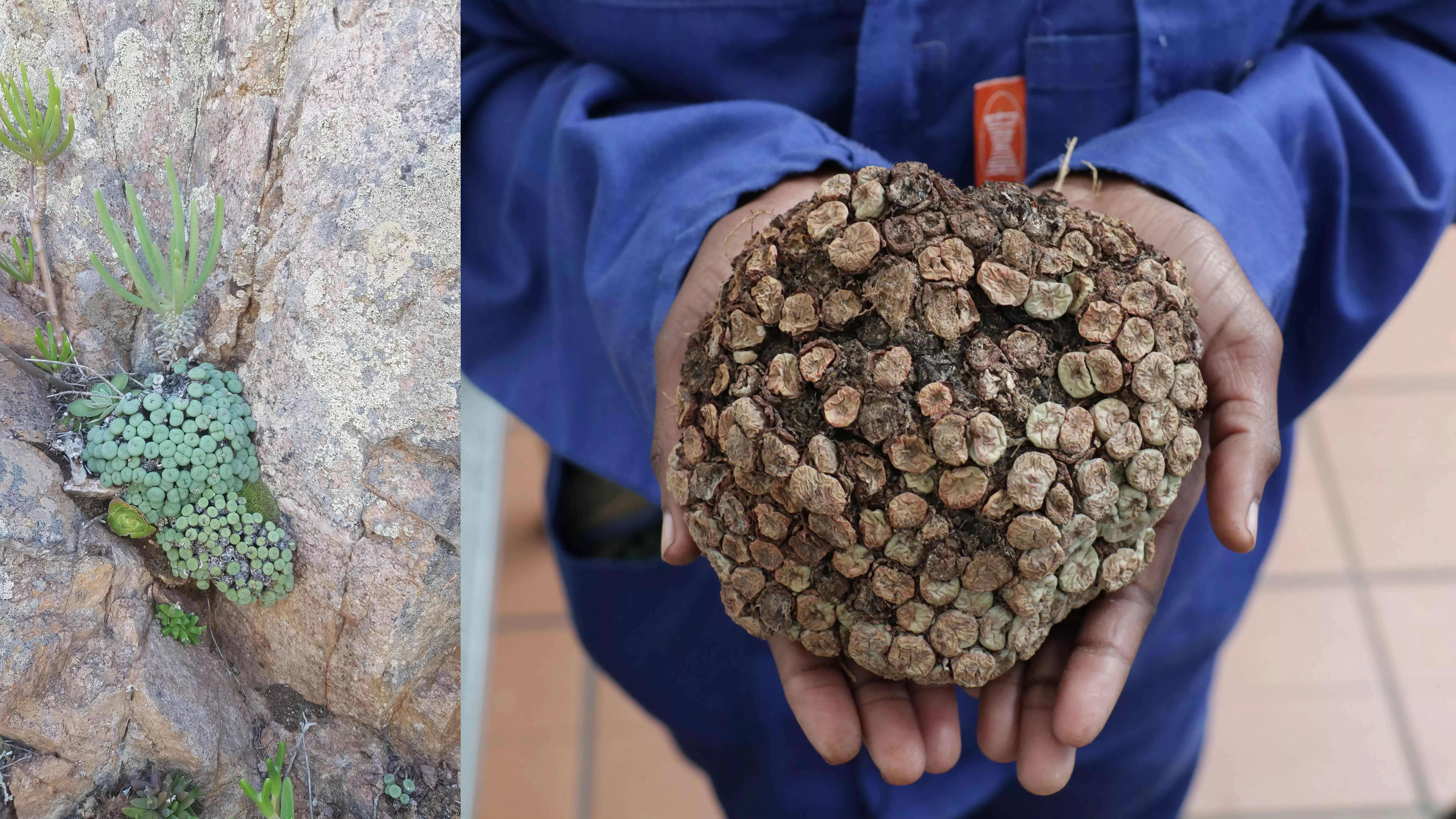 Wild Conophytum growing on a rocky overhang (left, ©RBG Kew) and a poached Conophytum cluster (right, © SANBI). Seized by enforcement authorities, this specimen may be decades old or older. Even if the plant survives, it cannot be returned to the wild. A wild conophytum appears as a green ball of leaf-like structures hanging from a cliff outcrop. A poached version compared to it has been reduced to a ball of woody growths around the size of a grapefruit.