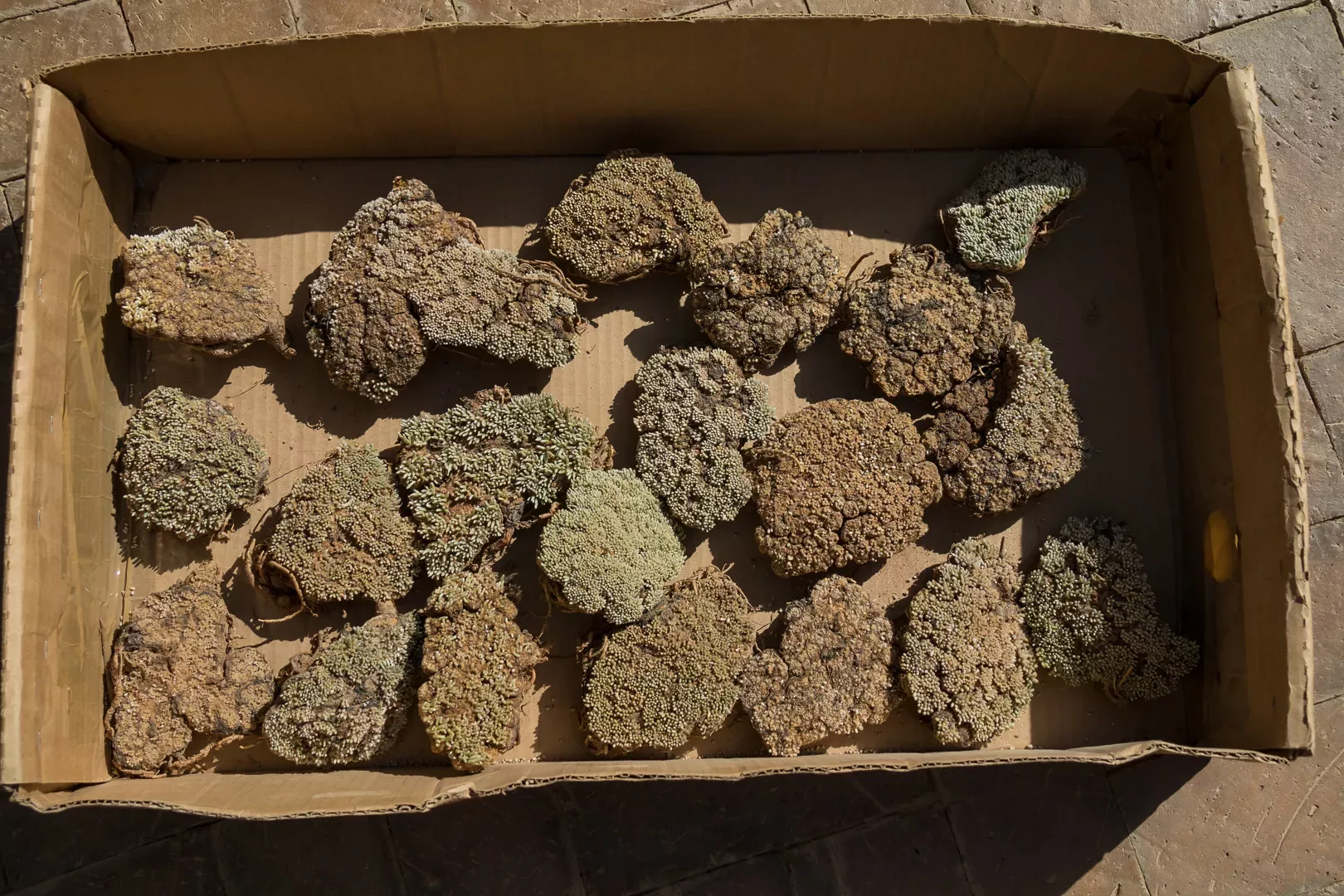 Confiscated plants © SANBI A cardboard box of confiscated dry succulent plants