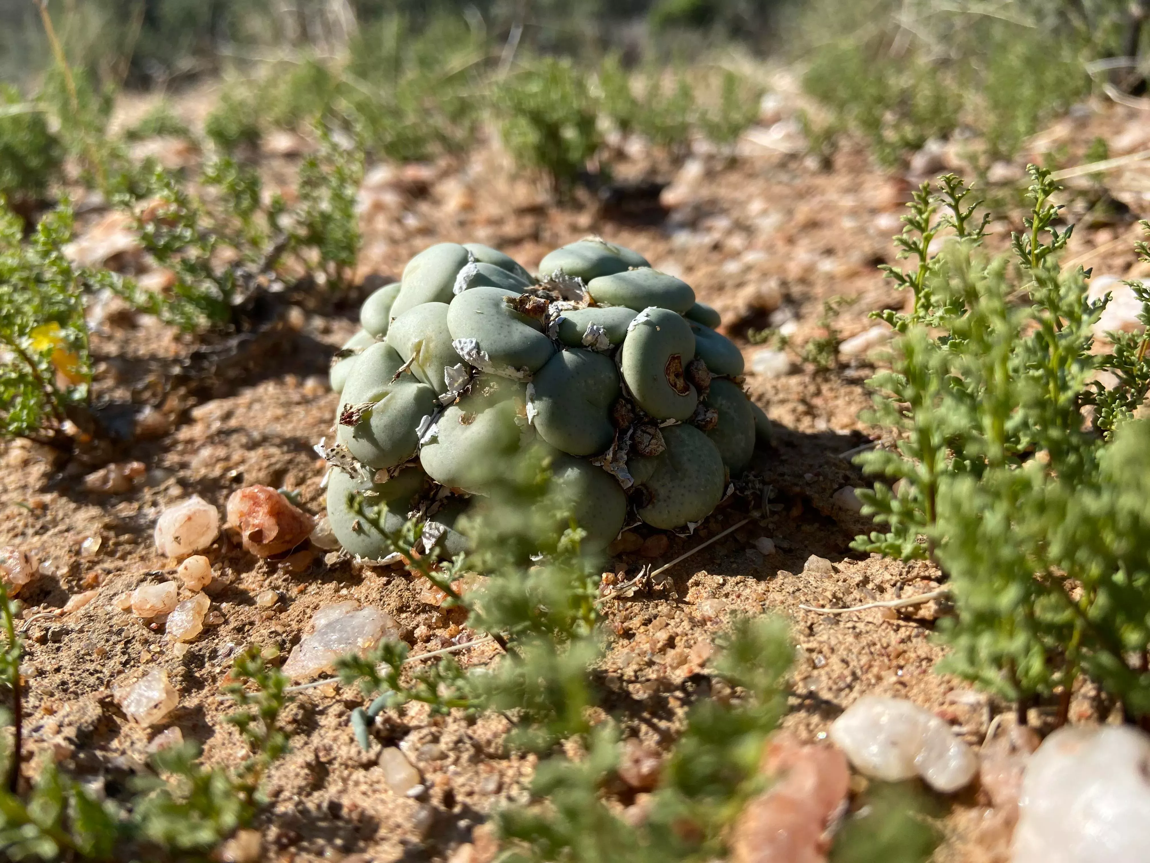 Conophytums in the wild © SANBI Conophytum succulents growing in their desert habitat
