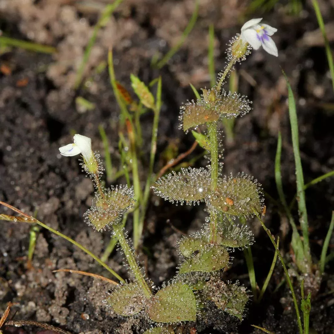 Crepidorhopalon droseroides A ground-growing plant is coated in sticky hairs